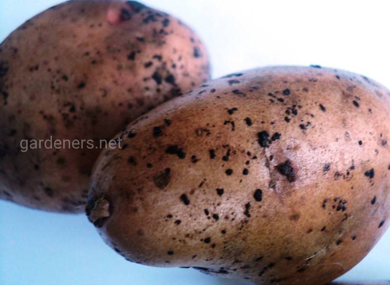 Що впливає на інтенсивність парші картоплі?