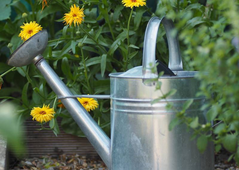 Сад и огород