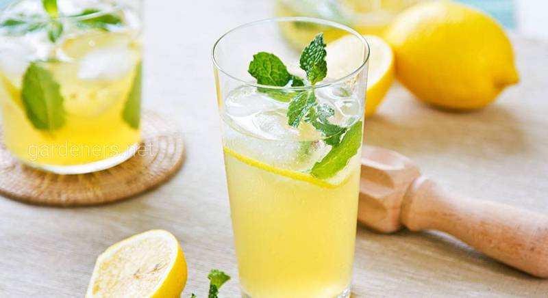 Освежающий летний напиток: рецепт приготовления лимонада