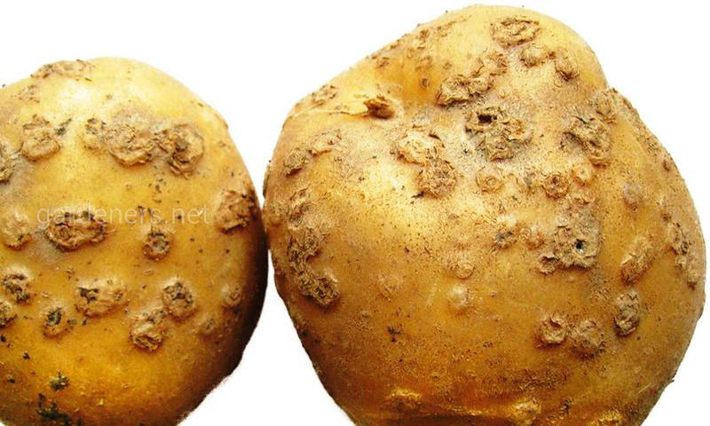 Как защитить картофель от парши?