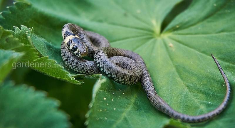 Как выглядят уж и ядовитые змеи, и как их отличить