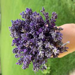 My lavender