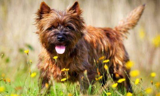 Керн-терьер