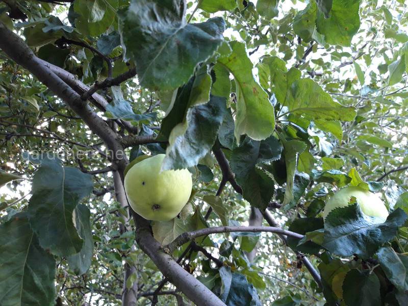Как распознать паршу груш и яблок?