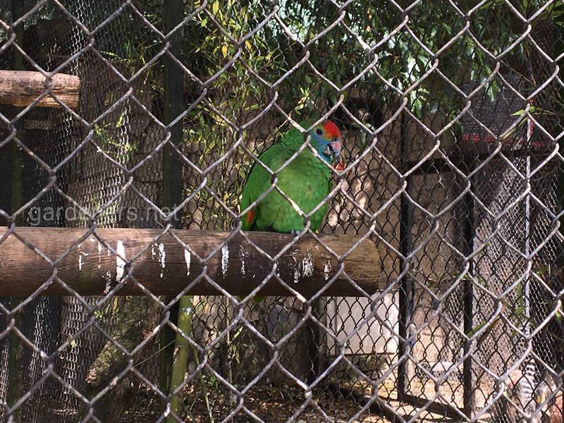 Птица Зелено-красный попугай эклектус