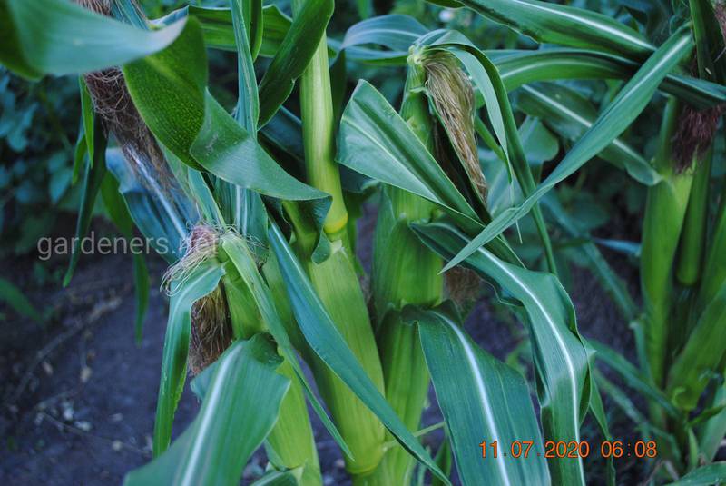 Наслідки дефіциту поживних речовин при вирощуванні  кукурудзи!