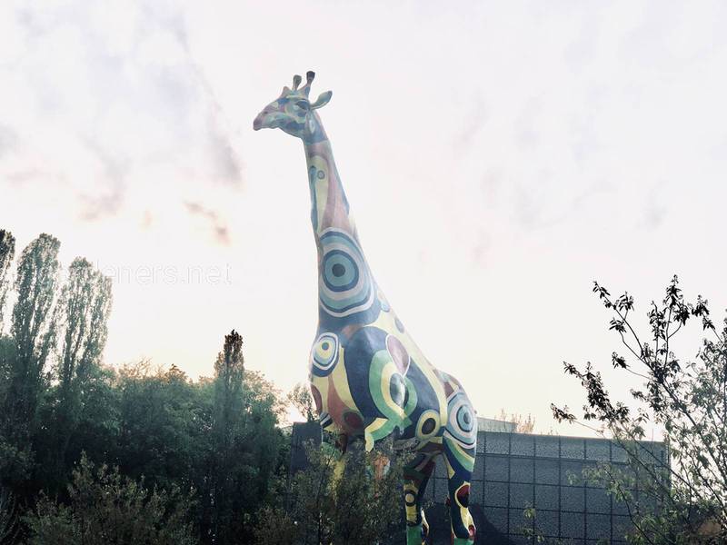 Жираф на воде в Киевский зоопарк