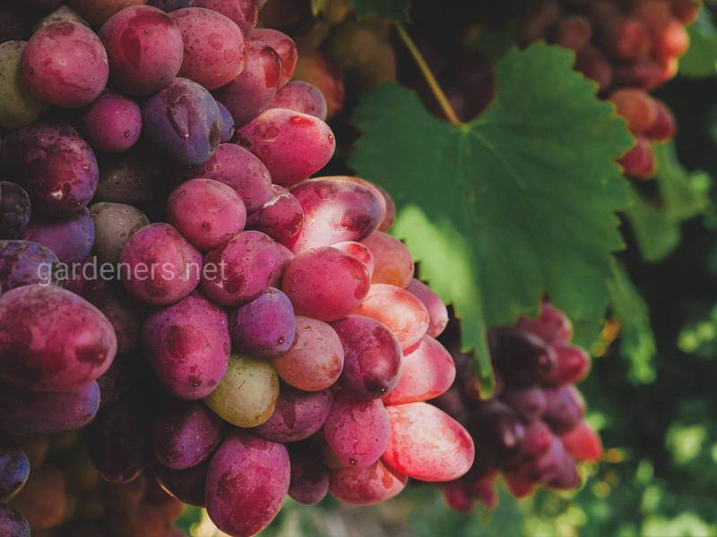 Когда нужно обрезать виноград? Ответ виноградаря с 50 летним опытом, Кетроя А.А.