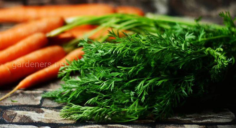 ТОП-7 лекарственных рецептов из морковной ботвы: “вершки” для красоты и здоровья