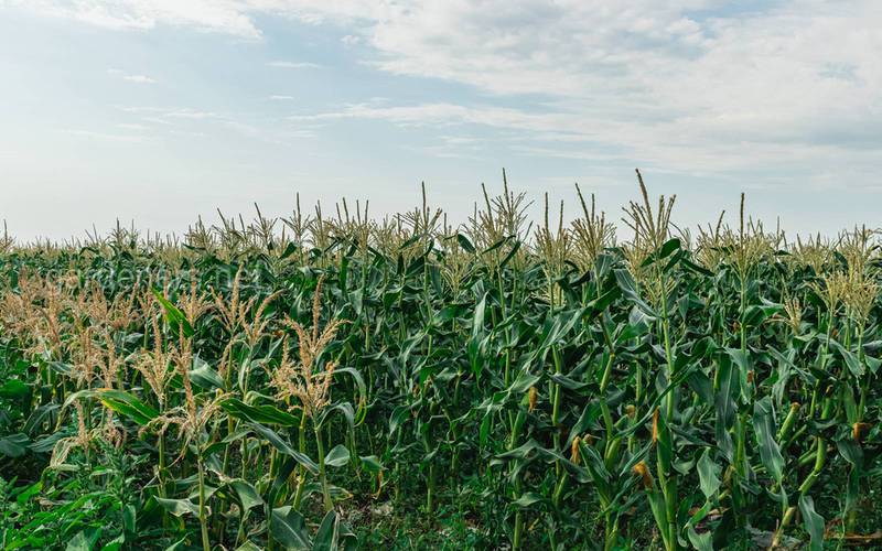 Симптомы дефицита фосфора и цинка в кукурузе
