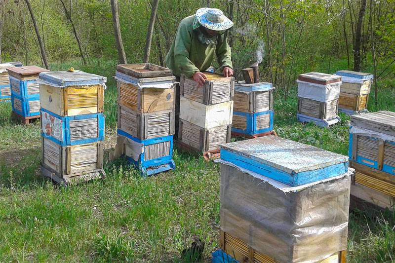 Що робити бджоляру в червні?