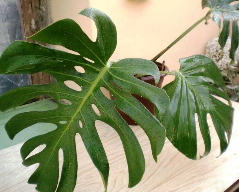 Монстера деликатесная 