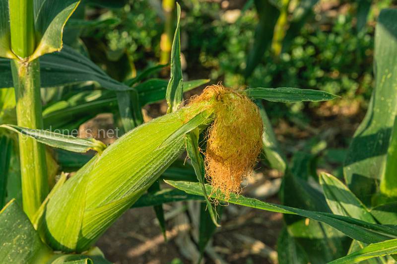 Выращиваем кукурузу. Сухие ветры снижают урожайность кукурузы