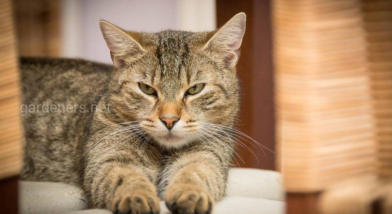 Кошка заболела: как помочь питомцу