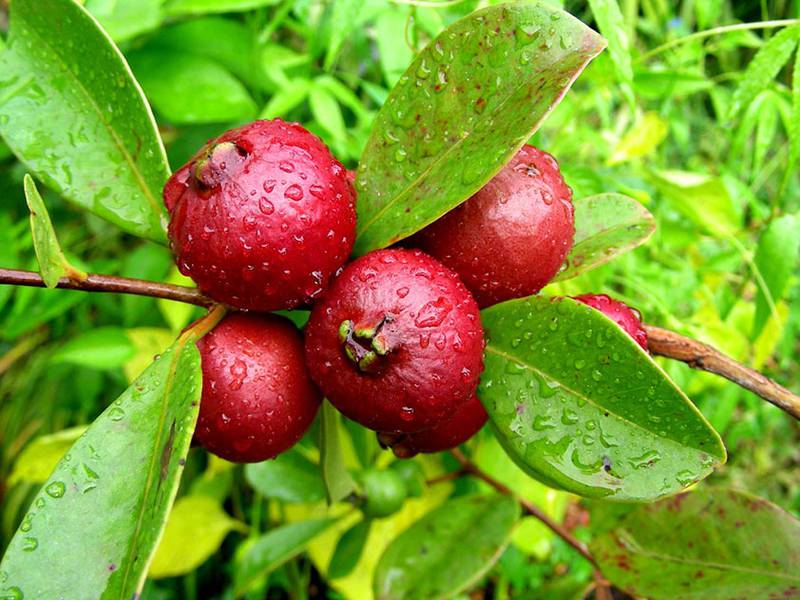 Які незвичайні фруктові види можно посадити восени?