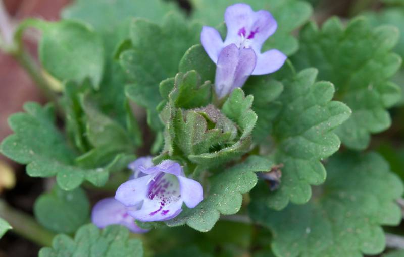 Будра плющевидная