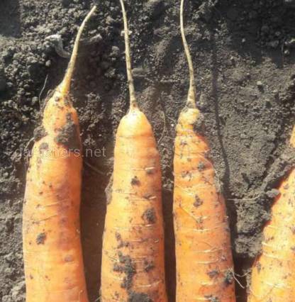 морковь не готова для уборки