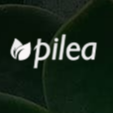 Интернет-магазин комнатных растений и цветов Pilea  