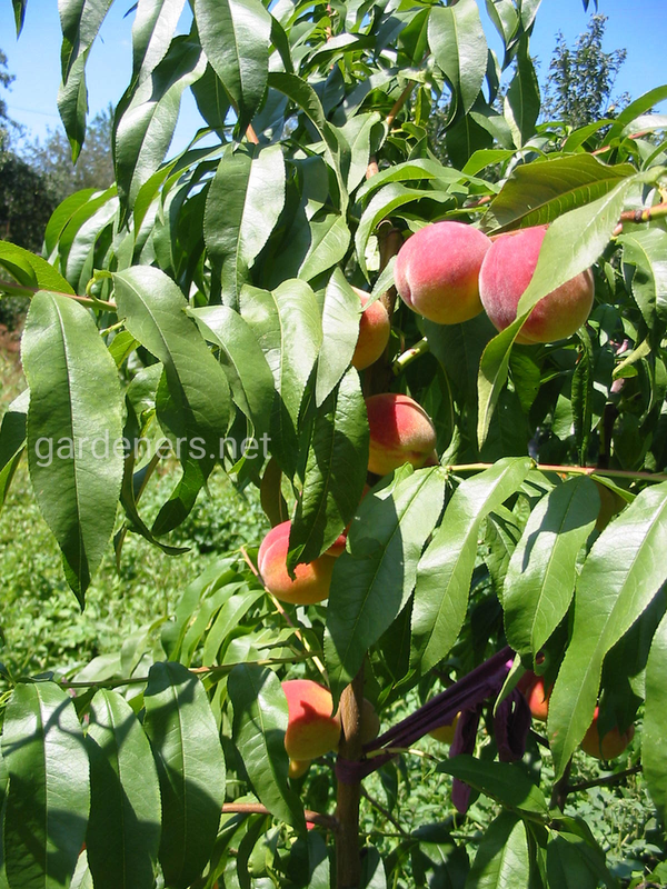Как защитить плодовые деревья от вредителей экологическими методами?