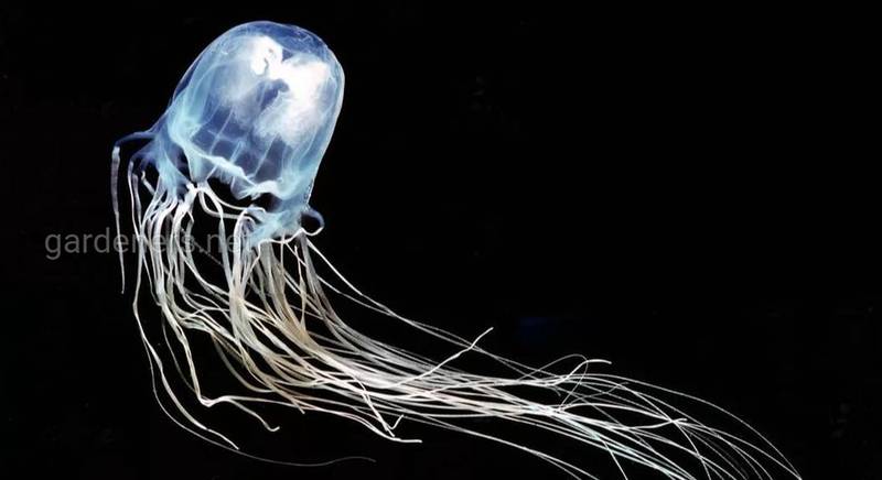 Самая ядовитая медуза в мире