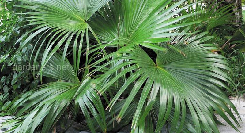 Знакомство с веерной пальмой ливистона: интересные виды и сорта с фото