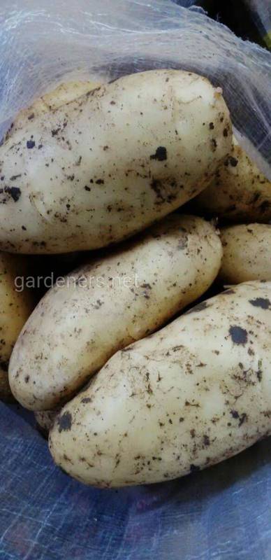 Підготовка вирощеної картоплі до тривалого зберігання.