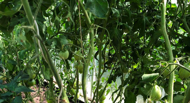 ТОП-5 способів використання бадилля томатів на присадибній ділянці
