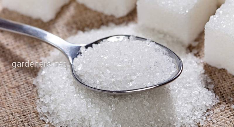 13 интересных фактов про сахар