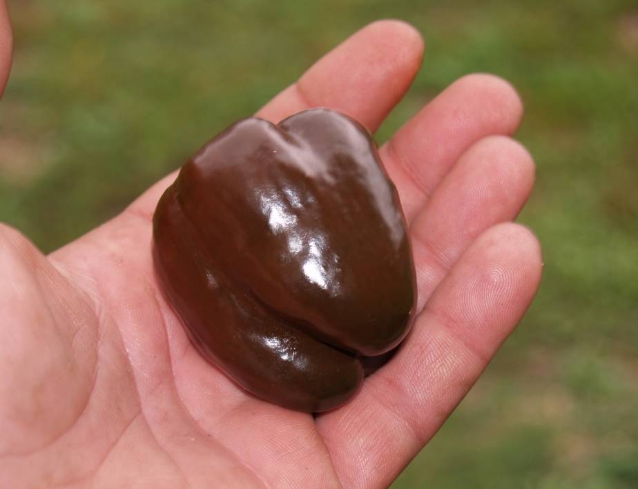 Шоколадный болгарский перец 