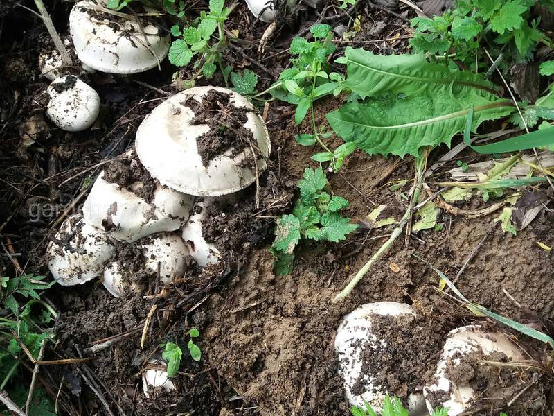 Які умови необхідні для вирощування грибів в садку?