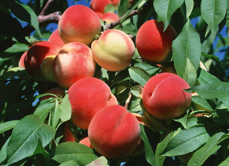 Вирощування персиків. Важливість Фосфору та Калію