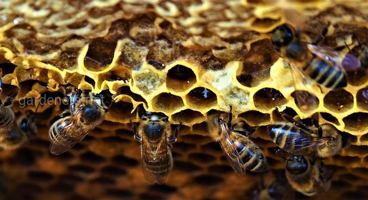 4 правила замены сахара в выпечке на мед