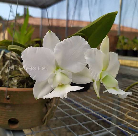 Орхідея Orchid Lily of the Valley : опис, поширення