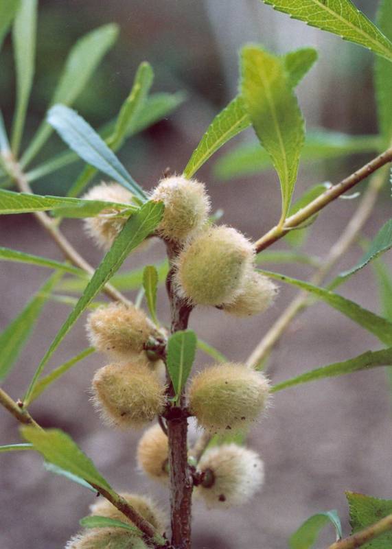 Миндаль степной