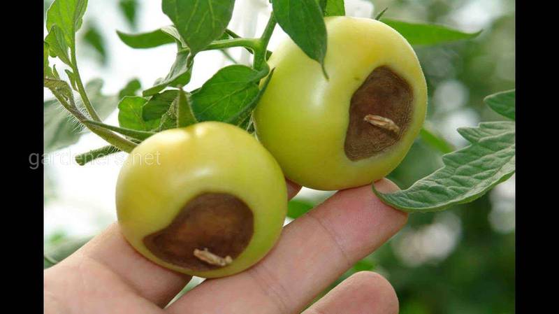 Чому виникає верхівкова гниль томатів? Симптоми