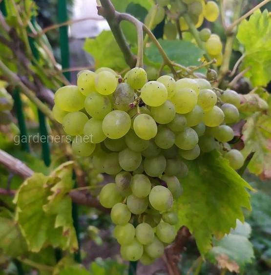 виноград Белый кишмиш