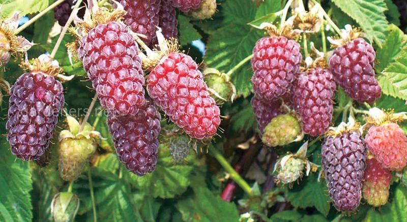 Ежемалина – что это за ягода, особенности и основные правила посадки