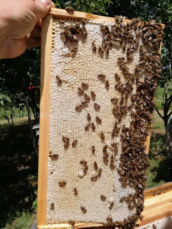 Спасіння бджіл: псевдоскорпіони проти варроа!