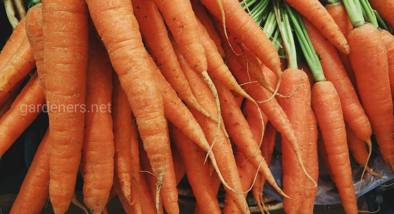 Склад морквяного соку