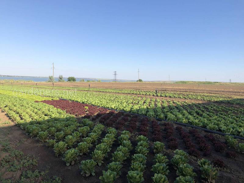 Які вимоги до вирощування польового салату?