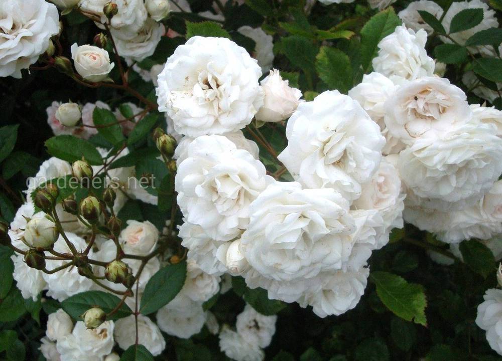 Сорт бесшипной розы «Marie-Jeanne»