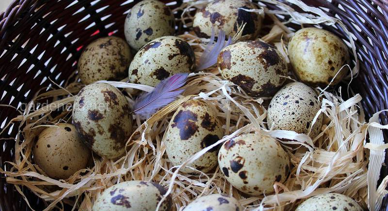 Вся правда про перепелині яйця: хімічний склад, користь та шкода, способи застосування