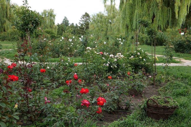 Как распознать и защитить розы от розанного пилильщика?