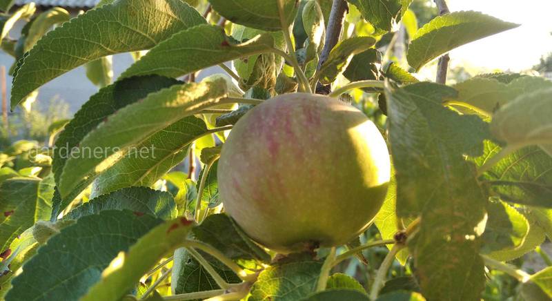10 фактов о пользе яблок