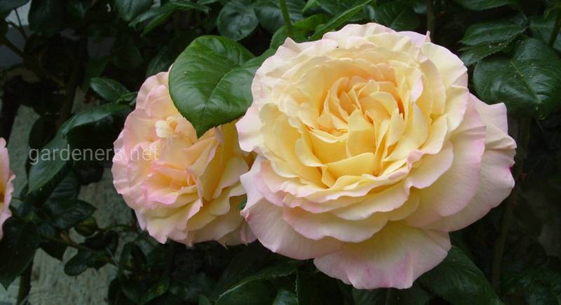 ТОП-6 лучших зимостойких сортов роз для вашего цветника