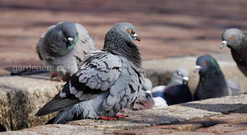 Чим годувати домашніх та вуличних голубів: заборонені та дозволені продукти