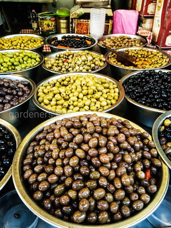 Существует ли разница между маслинами и оливками?