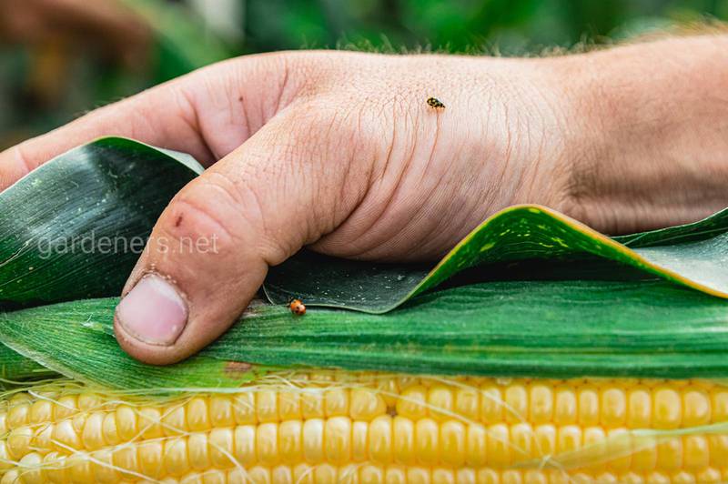 Правильне зберігання кукурудзи