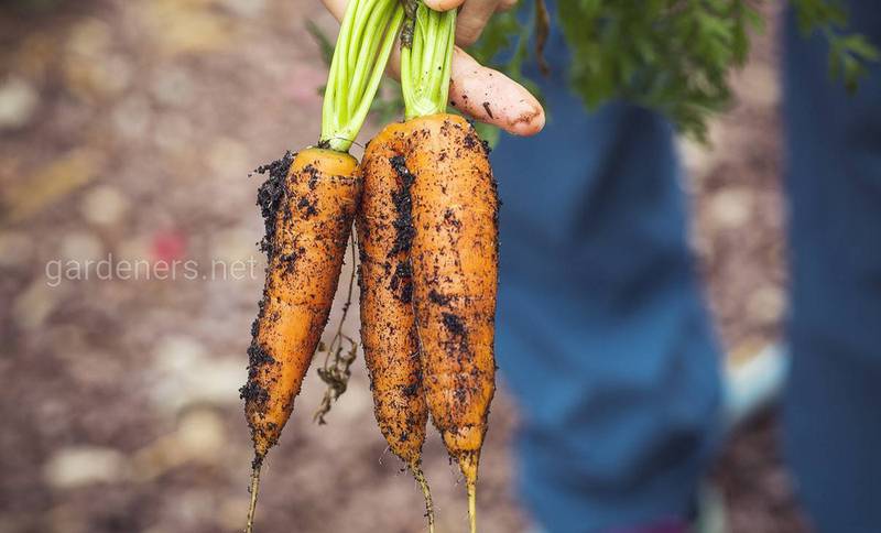 Незвичайні способи посадки моркви