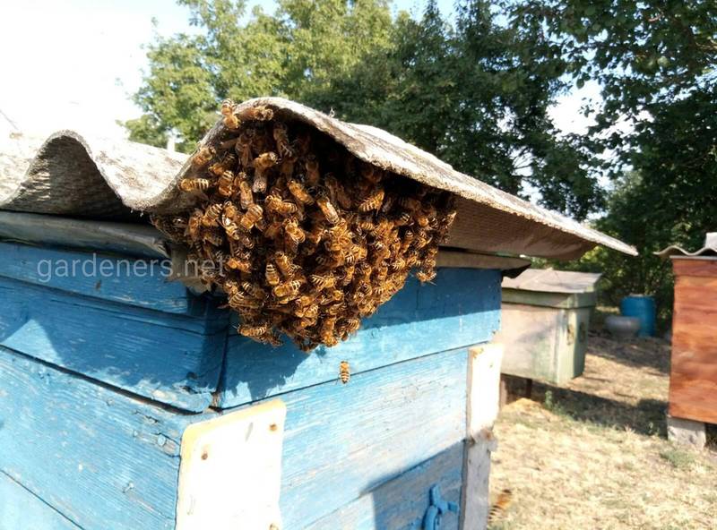 Час роїння - це коли бджоли поселяються у вашому дворі!